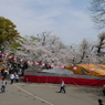 喜多院の桜まつり(2)