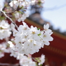 多宝塔と染井吉野(2)