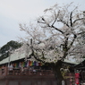 喜多院と染井吉野