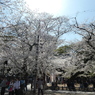 春の蓮馨寺(4)