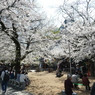 春の蓮馨寺(5)