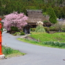 かやぶきと桜