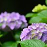 森の紫陽花