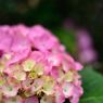 紫陽花