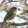 野鳥散策日記　桜とアオジさん