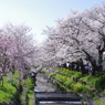 新河岸川の桜(1)