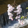 川の流れをバックに咲く桜