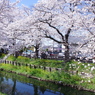 新河岸川の桜(2)