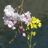 菜の花とキス