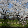 新河岸川の桜(3)