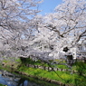 新河岸川の桜(4)