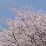 信州の桜 No.3