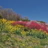 お庭の花