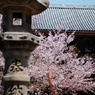 spring for tokyoites 2024