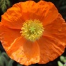 春の花壇で