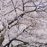 信州の桜 No.5