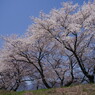 信州の桜 No.6