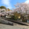 春がいっぱい(北山別院)