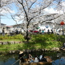 春の新河岸川を花見船が行く(2)