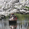 春の新河岸川を花見船が行く(3)