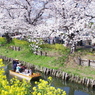春の新河岸川を花見船が行く(3)