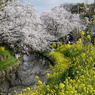 満開の菜の花と桜(2)