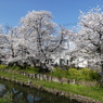 新河岸川の桜(9)