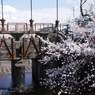 田谷堰と桜