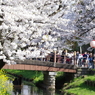 春うらら、賑わう氷川橋