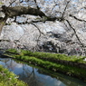 新河岸川の桜(11)