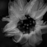 Flowers-B&W　＃5