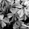 Flowers-B&W　＃6