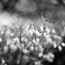 Flowers-B&W　＃10