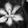 Flowers-B&W　＃12