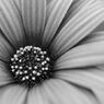 Flowers-B&W　＃13