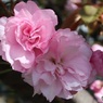八重桜