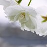 卯月の桜～xvi