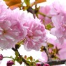 卯月の桜～xvii