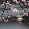 奥多摩湖の桜　１