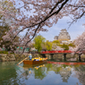 姫路城 桜