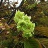 緑の桜 御衣黄