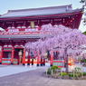 「浅草寺 桜」