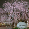 「上野恩賜公園の入り口に咲く枝垂れ桜」