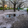 「雨上がりの不忍池」