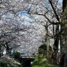 春がいっぱい(銀閣寺疎水)