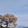 大桜　八ヶ岳　春の空