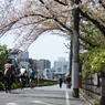 spring for tokyoites 2024