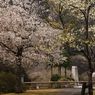 奥多摩湖の桜　２