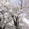 信州の桜 No.10