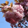 遠くの公園へ見に行った